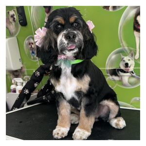 1 Services (Full Grooming)