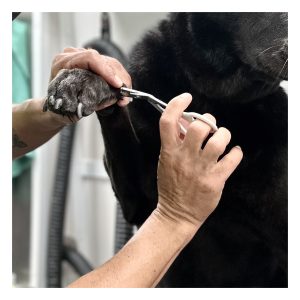 5 Services (Nails)