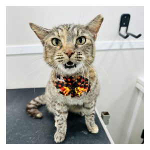 7 Services (Cats)