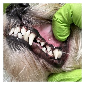 8 Services (Dental Cleaning)